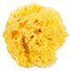 Натуральна губка для ванни Okbaby Honeycomb sea sponge 38471200 фото